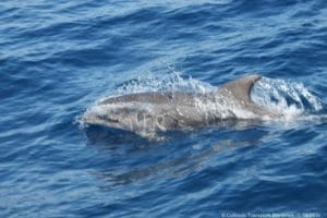 Observation de la faune marine