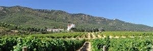 Vineyards of Valmy - Argelès